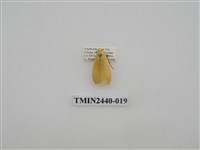 藏品(巨橙苔蛾)的圖片